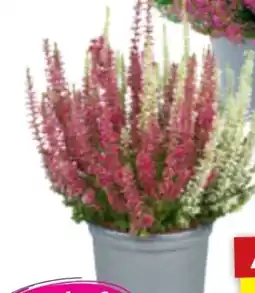toom Baumarkt Toom Knospenheide Gardengirls Angebot