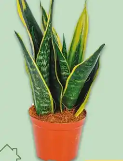 NETTO Bogenhanf Sansevieria Angebot