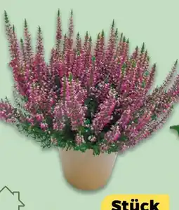 NETTO Beauty Ladies Calluna Angebot