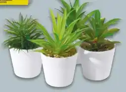 NETTO Sukkulente Kunststoff Angebot