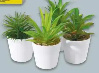 NETTO Sukkulente Kunststoff Angebot