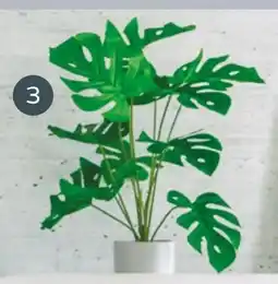 NETTO Nord Künstliche Monstera Pflanze Angebot