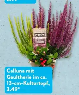 Aldi Süd Gardenline Calluna-Mix Angebot