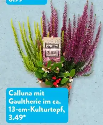 Aldi Süd Gardenline Calluna-Mix Angebot