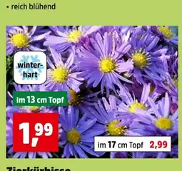 Thomas Philipps Winterharte blumen Angebot