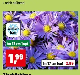 Thomas Philipps Winterharte blumen Angebot