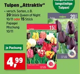 Thomas Philipps Tulpen 'attraktiv' queen of night Angebot