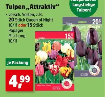 Thomas Philipps Tulpen 'attraktiv' queen of night Angebot