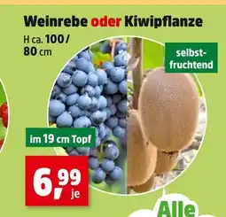 Thomas Philipps Weinrebe Angebot