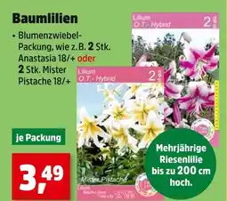 Thomas Philipps Baumlilien anastasia Angebot