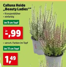 Thomas Philipps Calluna heide beauty ladies Angebot
