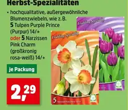 Thomas Philipps Tulpen purple prince Angebot