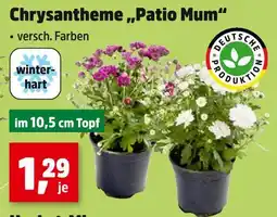 Thomas Philipps Chrysantheme patio mum Angebot