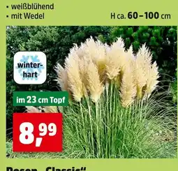 Thomas Philipps Weißblühend mit wedel Angebot