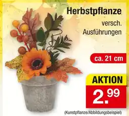 Zimmermann Herbstpflanze Angebot