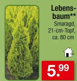 Zimmermann Lebensbaum smaragd Angebot