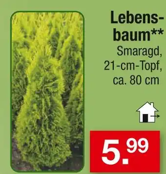 Zimmermann Lebensbaum smaragd Angebot