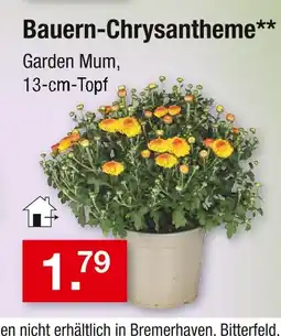 Zimmermann Bauern-chrysantheme Angebot