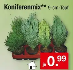 Zimmermann Koniferenmix Angebot