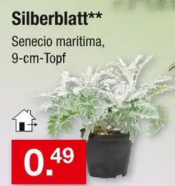 Zimmermann Silberblatt Angebot