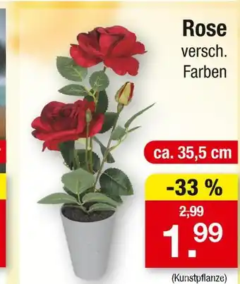Zimmermann Rose Angebot