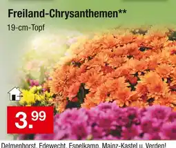 Zimmermann Freiland-chrysanthemen Angebot