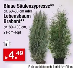 Zimmermann Blaue säulenzypresse Angebot