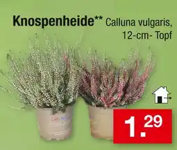 Zimmermann Knospenheide Angebot