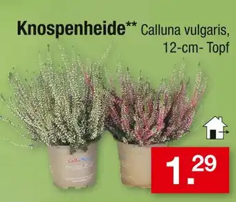 Zimmermann Knospenheide Angebot
