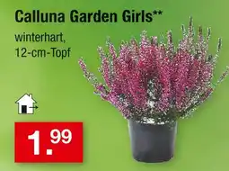 Zimmermann Calluna garden girls Angebot