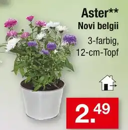 Zimmermann Aster novi belgii Angebot