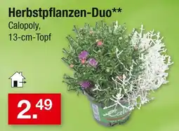 Zimmermann Calopoly herbstpflanzen-duo Angebot
