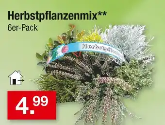 Zimmermann Herbstpflanzenmix Angebot