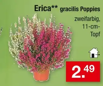 Zimmermann Erica gracilis poppies Angebot
