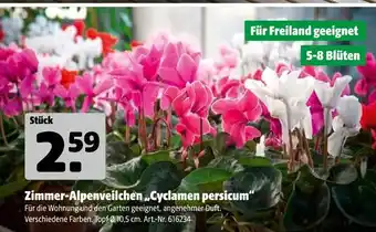 Hagebau Zimmer-alpenveilchen „cyclamen persicum“ Angebot