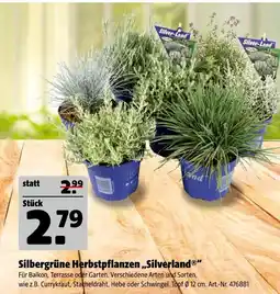 Hagebau Silverland silbergrüne herbstpflanzen Angebot