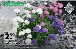 Hagebau Aster 'novi belgii' oder kissenaster „aster dumosus“ Angebot