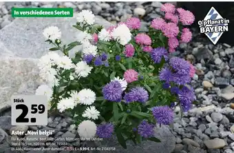 Hagebau Aster 'novi belgii' oder kissenaster „aster dumosus“ Angebot