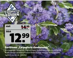 Hagebau Bartblume „caryopteris clandonensis“ Angebot