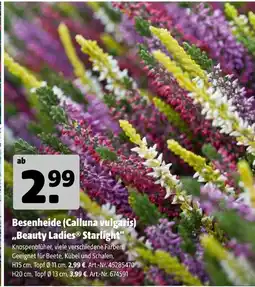 Hagebau Besenheide (calluna vulgaris) 'beauty ladies starlight' Angebot