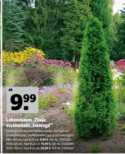 Hagebau Lebensbaum „thuja occidentalis ,smaragd‘“ Angebot