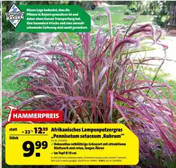 Hagebau Afrikanisches lampenputzgras 'pennisetum setaceum rubrum' Angebot