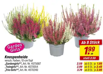 toom Baumarkt Garden girls knospenheide „gardengirls Angebot