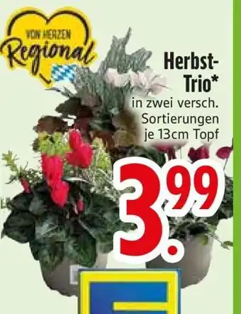 Edeka Herbst-Trio Angebot