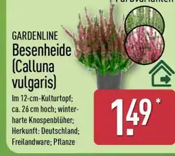 Aldi Nord GARDENLINE Besenheide (Calluna vulgaris) Angebot