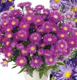 BayWa Herbstaster Novi Belgii Angebot