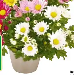 BayWa Chrysantheme Quattro Angebot