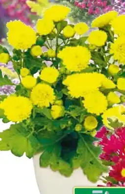 BayWa Chrysantheme Eintrieber Angebot