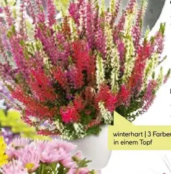 BayWa Knospenheide Trio Angebot