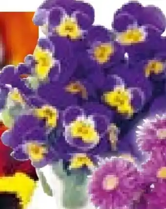 BayWa Hornveilchen Angebot
